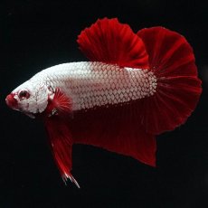 画像2: HMPK　プラチナレッドドラゴン (2)