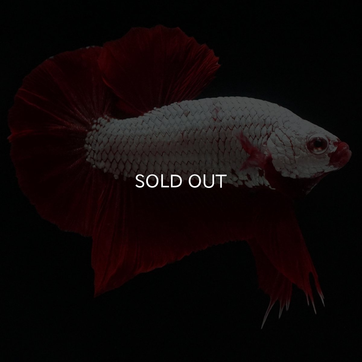 画像6: HMPK　プラチナレッドドラゴン (6)