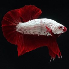 画像6: HMPK　プラチナレッドドラゴン (6)