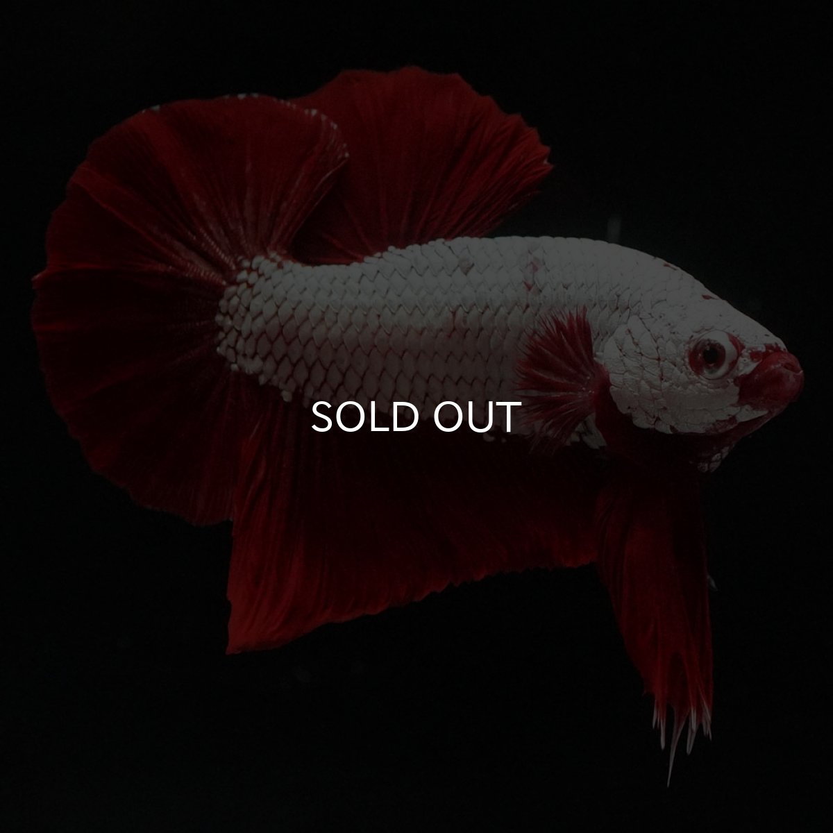 画像4: HMPK　プラチナレッドドラゴン (4)