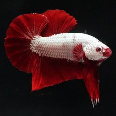 画像4: HMPK　プラチナレッドドラゴン (4)