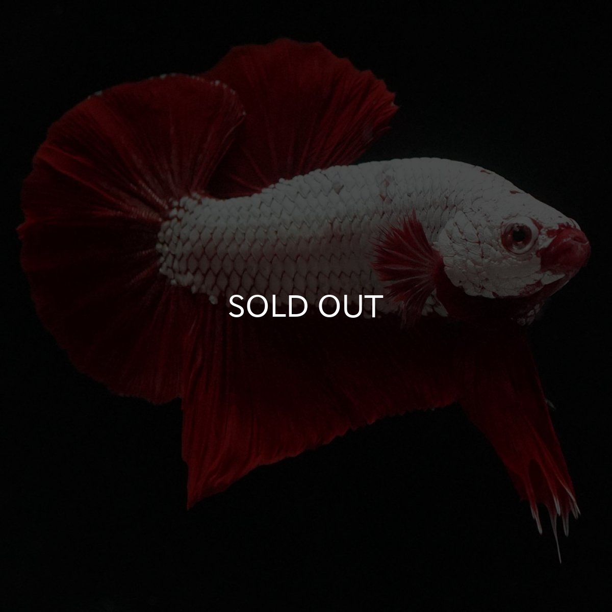 画像1: HMPK　プラチナレッドドラゴン (1)