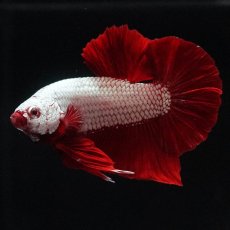 画像5: HMPK　プラチナレッドドラゴン (5)