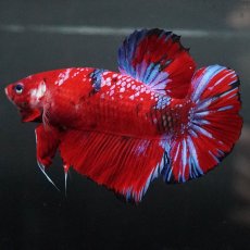 画像2: GHMPK　レッドギャラクシー (2)