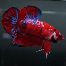 画像9: GHMPK　レッドギャラクシー (9)