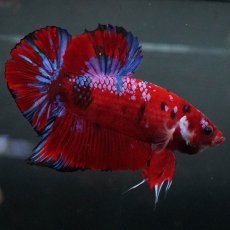 画像8: GHMPK　レッドギャラクシー (8)