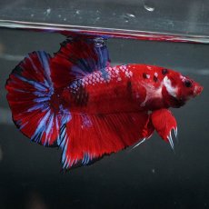 画像7: GHMPK　レッドギャラクシー (7)