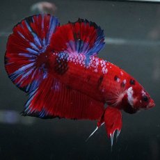 画像3: GHMPK　レッドギャラクシー (3)