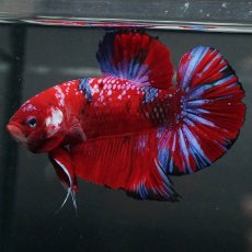 画像6: GHMPK　レッドギャラクシー (6)