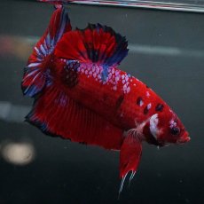 画像5: GHMPK　レッドギャラクシー (5)