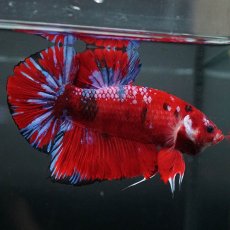 画像1: GHMPK　レッドギャラクシー (1)