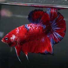 画像4: GHMPK　レッドギャラクシー (4)