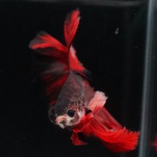 画像15: HM　ブラックキャンディ (15)