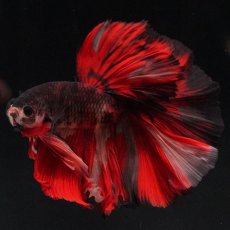 画像14: HM　ブラックキャンディ (14)