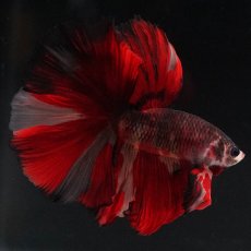 画像13: HM　ブラックキャンディ (13)