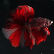 画像12: HM　ブラックキャンディ (12)