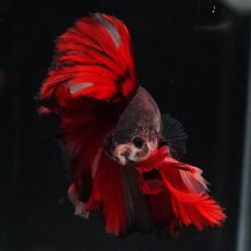 画像11: HM　ブラックキャンディ (11)