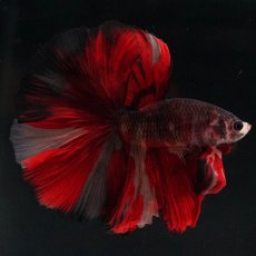 画像1: HM　ブラックキャンディ (1)