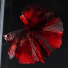 画像10: HM　ブラックキャンディ (10)