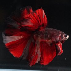 画像9: HM　ブラックキャンディ (9)