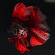 画像3: HM　ブラックキャンディ (3)