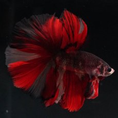 画像8: HM　ブラックキャンディ (8)