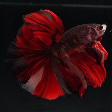 画像6: HM　ブラックキャンディ (6)