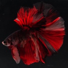 画像5: HM　ブラックキャンディ (5)