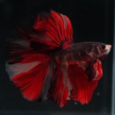 画像4: HM　ブラックキャンディ (4)