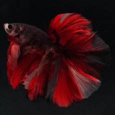 画像2: HM　ブラックキャンディ (2)