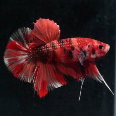 画像1: HMPK　キャンディ (1)