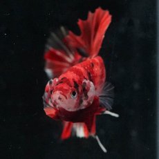 画像3: HMPK　キャンディ (3)