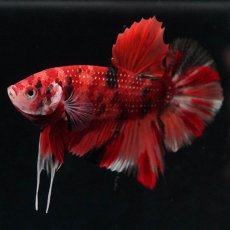 画像2: HMPK　キャンディ (2)