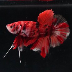 画像7: HMPK　キャンディ (7)