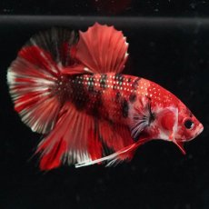 画像8: HMPK　キャンディ (8)