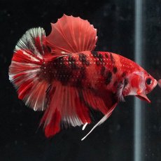 画像6: HMPK　キャンディ (6)