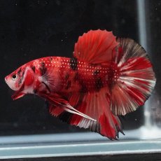 画像5: HMPK　キャンディ (5)