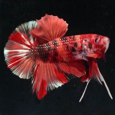 画像4: HMPK　キャンディ (4)