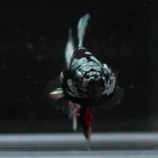 画像3: HMPK　ブラックカッパースター (3)