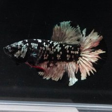 画像7: HMPK　ブラックカッパースター (7)