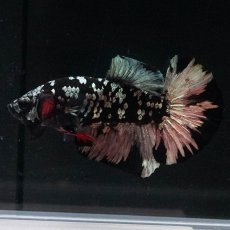 画像4: HMPK　ブラックカッパースター (4)