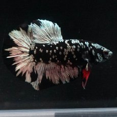 画像5: HMPK　ブラックカッパースター (5)