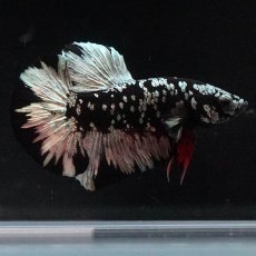 画像2: HMPK　ブラックカッパースター (2)