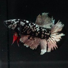 画像1: HMPK　ブラックカッパースター (1)