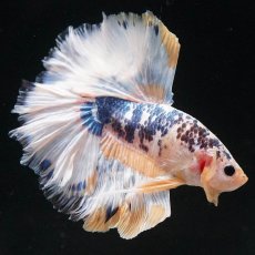 画像14: HM　イエローファンシー　ローズテール (14)