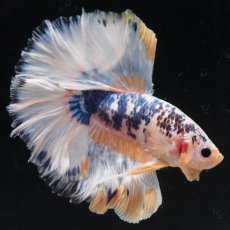 画像13: HM　イエローファンシー　ローズテール (13)