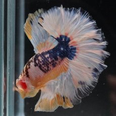 画像11: HM　イエローファンシー　ローズテール (11)