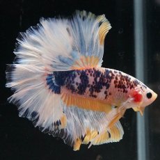 画像4: HM　イエローファンシー　ローズテール (4)