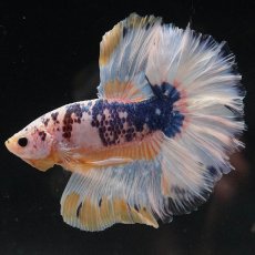 画像5: HM　イエローファンシー　ローズテール (5)