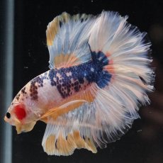 画像9: HM　イエローファンシー　ローズテール (9)